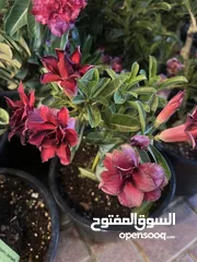  4 Desert Rose Grafted ~ 40/50 Cm