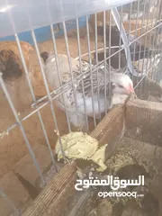  1 دجاج براهما