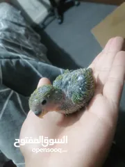  11 فراخ روز لزق اليدوي
