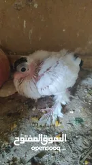  6 بلوني الماني جوز اسود و اصفر و طيرة صفره و فراخ