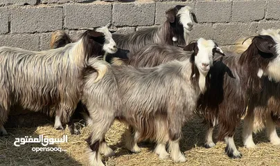  3 اغنام رحبيات 3 +7 من حلال بني سعيد بعضهن يتاومن مصدرهن موثوق من قطيع واحد كلهن حلال نظيف كل شي سليم