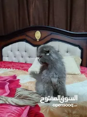  16 قطه سكوتش فولد لون سكني للبيع بسعر مغري جدا للتواصل  القطه اكتير الاليفه وهاديه