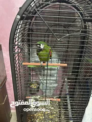 2 Chestnut-fronted macaw