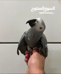  1 For Sale Trained African Grey Parrot