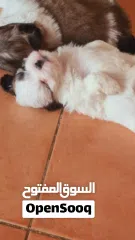  10 1 month old female puppies for sale