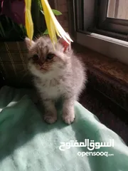  5 ذكر سلفر تابي  هملايا بيرشن  نضافه وصحه شعر طويل مميز