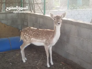  2 غرالة افريقية