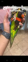  2 ببغاء الوري محجله الطائره حلوه
