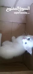  3 قطط للبيع العمر شهرين