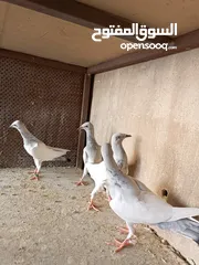  6 يهوديات المنيم