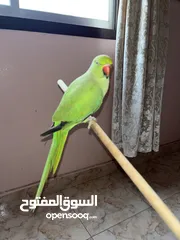  2 1 years parrot