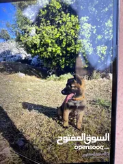  2 خدمة ديلفري وتوصيل من الضفة الاى الداخل