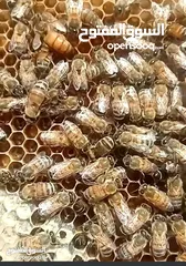  3 نحل ايطالي لوجستيكا مضغوط