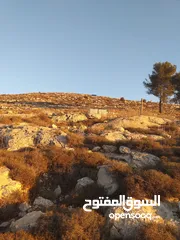  3 أرض للبيع من المالك مباشرة الخليل دورا