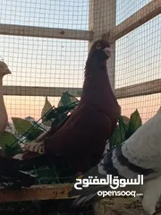  11 تشكيلة حمام مع جوز انجليزيات صفر نخب