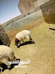  4 السلام عليكم خروف مواليده نهايه شهر11 عز من يعيد مكانه منطقة بدر الصيعان