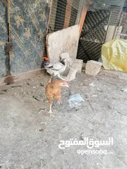  1 فروج عرب للبيع