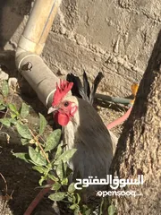  1 دجاج للبيع