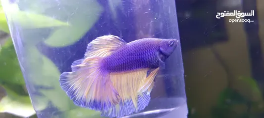  3 Homebreed Halfmoon Betta fish