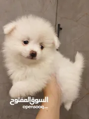  3 جراء بوميريان اصغر حجم تيكب