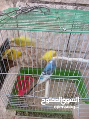  1 جوزين 2 عصافير حب مع قفصين