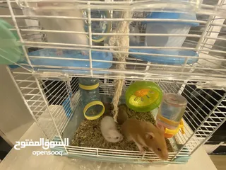  20 hamster هامستر للبيع عدد 7