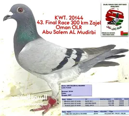  1 Two racing pigeons top final race khasab