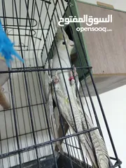  5 جوز ببغاء كوكتيل شغال جوز الطيره اجنبيه ختم اجنبي والفحل بلدي بالصلاه على النبي مع قفص كاسكو