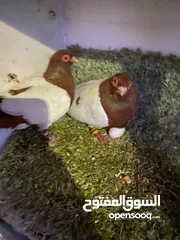  1 حمام للبيع جاوا اقرا النص
