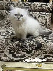  2 قطه هملايه العوبه
