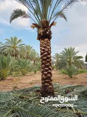  6 تنسيق حدائق