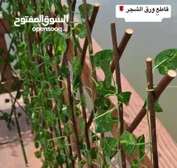  8 رول اخضر كثيف3 متر او قاطع خشبي  مع ورق شجر