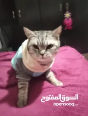  1 قطه مستعمله للبيه