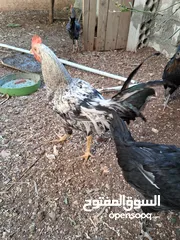  4 ديك بلدي في سعر 7.99 دينار سعر محروق العمر 8شهور