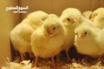 7 Broiler hatching and layers   chicks  and eggs  Ross 308   and Cobb 500
