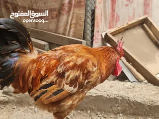  9 ديكة فرنسيه بيور