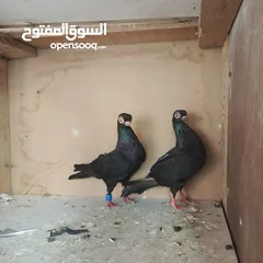  1 متاح جوزين وطيرتين  وفنرات ويهوديات وطيرة بلونيات