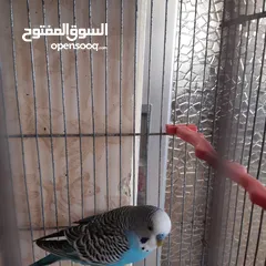  8 طيور حب للبيع سعر الجوز 15دينار مع قفص والمعالفه وبياضاه . طيور حب انجليزي