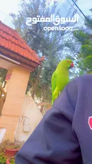  2 درة للبيع او للبدل على كوكتيل
