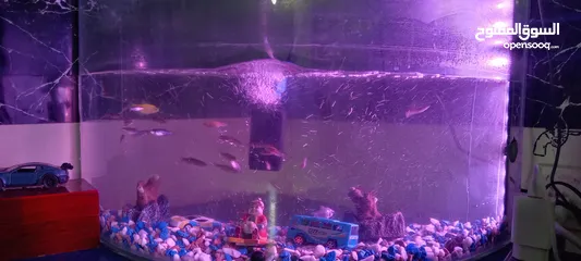  3 حوض سمك بكافة محتوياته من اسماك وأجهزة وزينة كامل متكامل بالصلاة على النبي