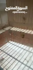  11 العقبه / شقه ارضيه جديده مطله عالبحر