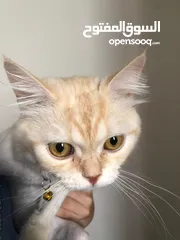 4 بس للتبني موجود بنابلس
