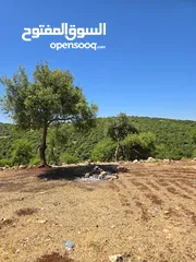  6 ارض مساحه 5 دونم  غابه و مجاوره للغابه من مالك مباشره