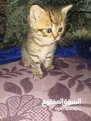  17 القطط الصغيره عمرهااا 2 شهرين ..القطط الكبيره عمرها 8شهور .. القط الاحمر سنه و3شهور