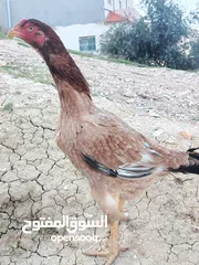 3 متاح بيض باكستاني خط اول..