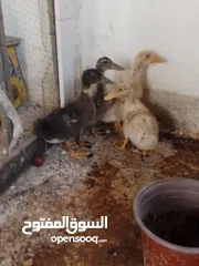  2 4بطات 6ليرات جاوا