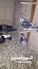  10 حمام اجنبي