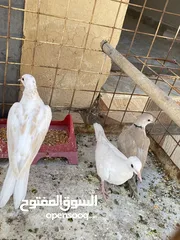  4 2 جوزين حمام كريم (يمام) للبيع جوز شغالات تحتهم بيض