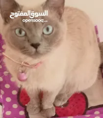  2 قطه كتن بيبي 3 شهور ابيض   و قطة سيامي و قط شوكلت   وبصحه ممتازه ماخذه المطاعيم قطة مداعبة هملايا