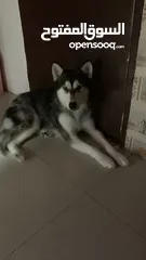  3 male siberian husky and femala alaskan kai breed